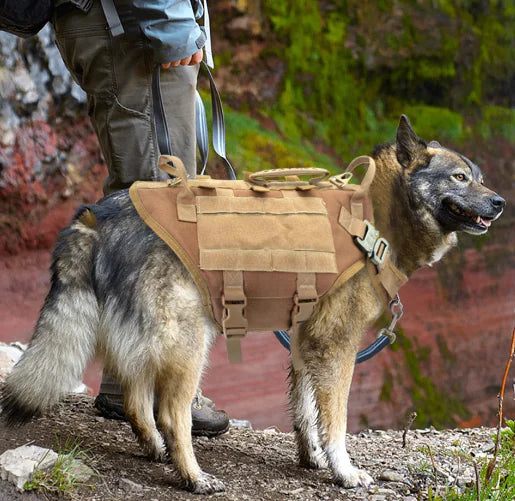 Malinois Large Dog Vest with Leash and Backpack Combo